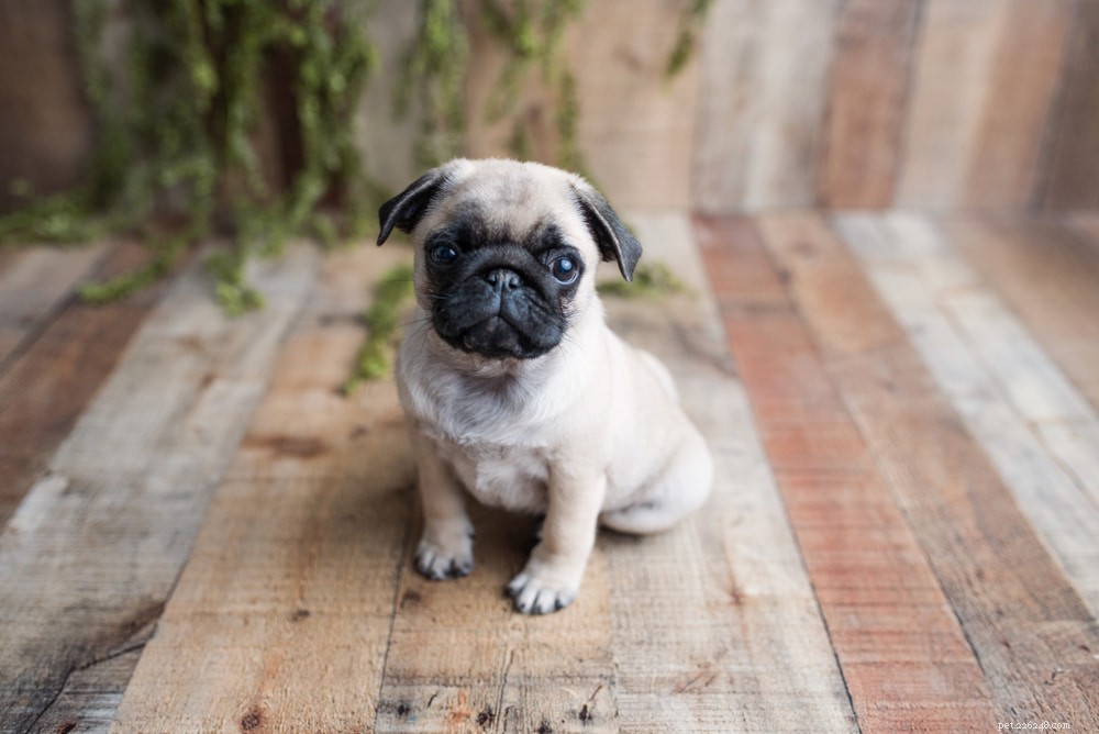 Pugs: Hollywood s Beloved Canine Stars