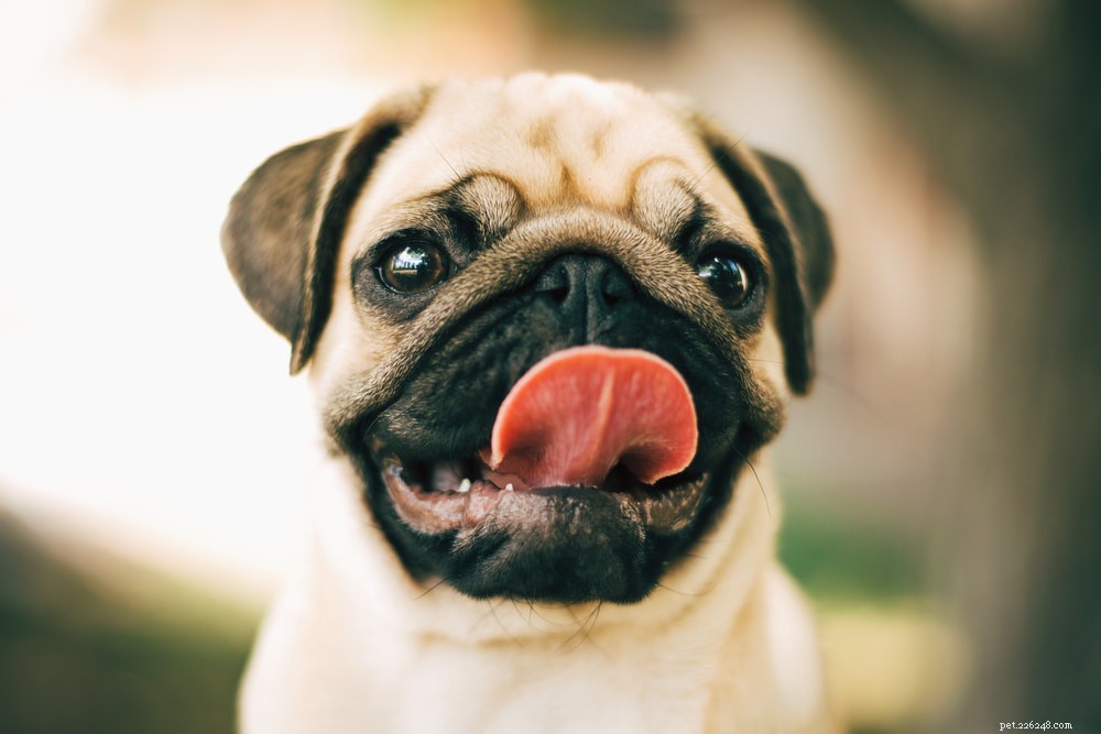 Pugs: Hollywood s Beloved Canine Stars