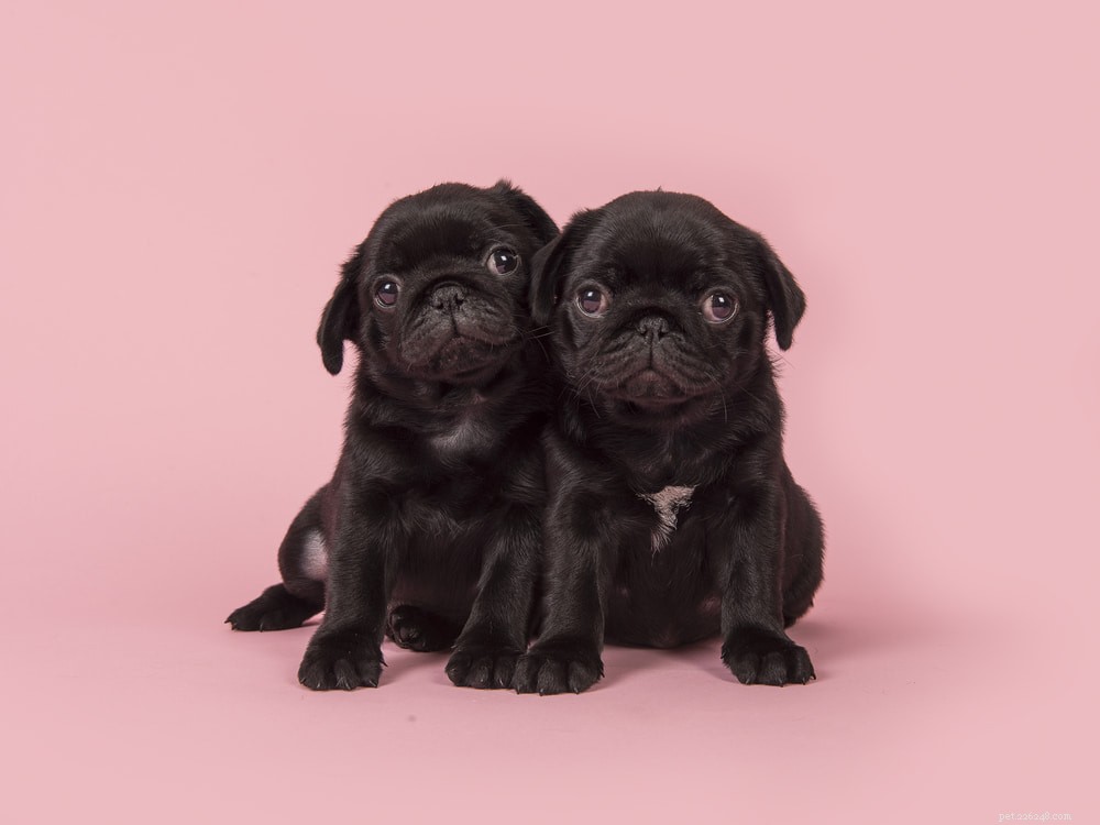 Pugs: Hollywood s Beloved Canine Stars