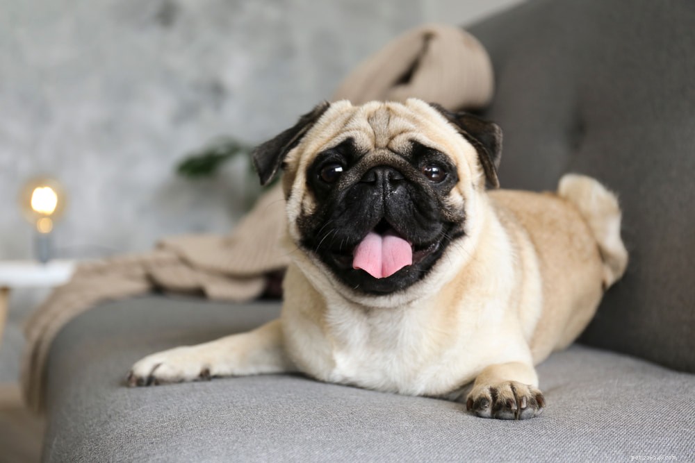 Pugs: Hollywood s Beloved Canine Stars