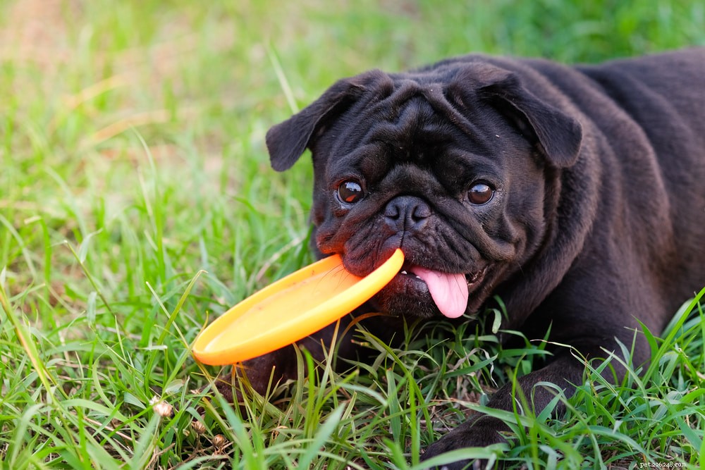 Pugs: Hollywood s Beloved Canine Stars