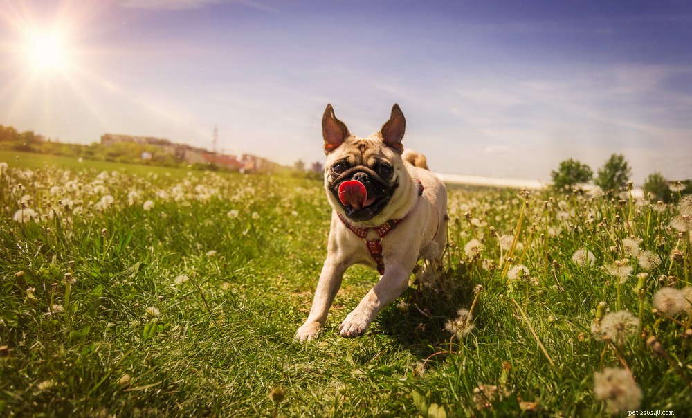 Pugs: Hollywood s Beloved Canine Stars