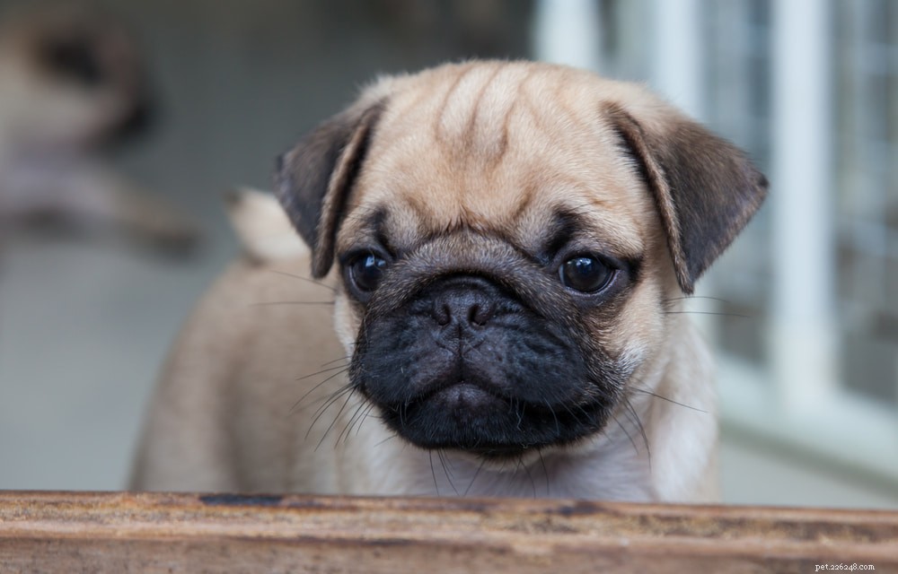 Pugs: Hollywood s Beloved Canine Stars