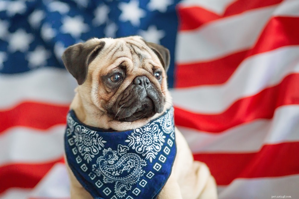 Pugs: Hollywood s Beloved Canine Stars