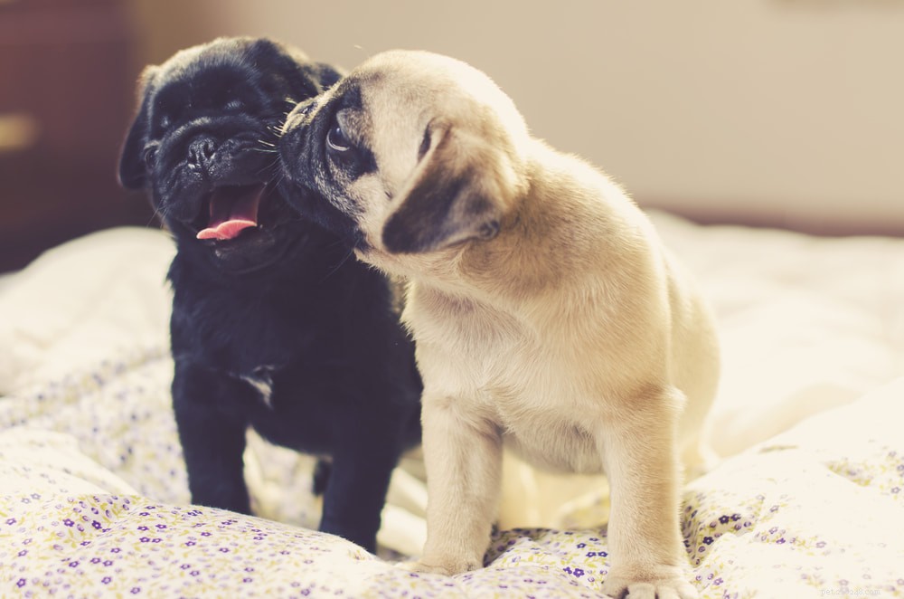 Pugs: Hollywood s Beloved Canine Stars