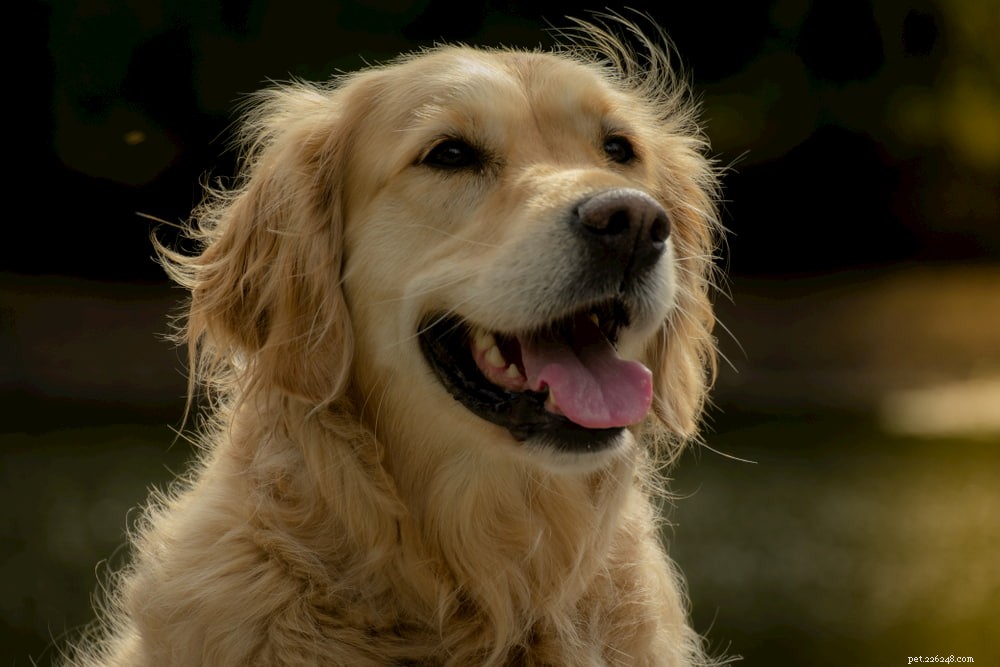 Why Golden Retrievers Are the Nation’s Most Popular Dog Breed