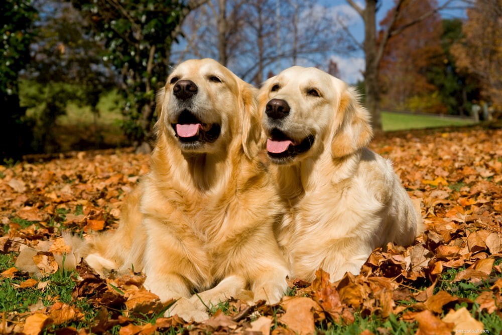 Why Golden Retrievers Are the Nation’s Most Popular Dog Breed