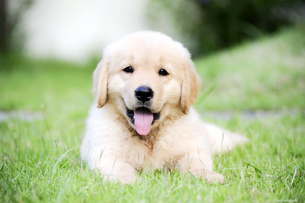 Why Golden Retrievers Are the Nation’s Most Popular Dog Breed
