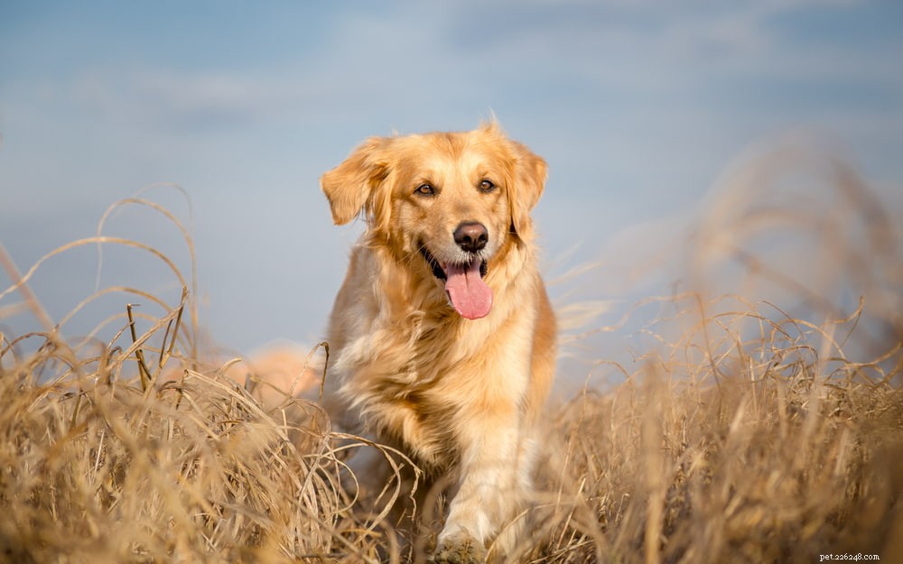Why Golden Retrievers Are the Nation’s Most Popular Dog Breed