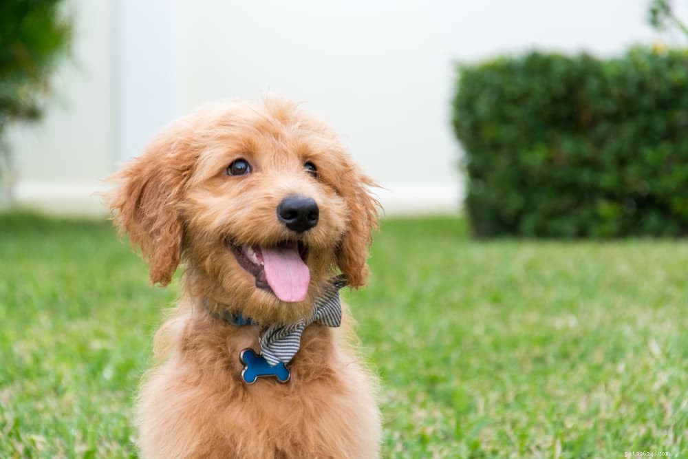 Why Golden Retrievers Are the Nation’s Most Popular Dog Breed