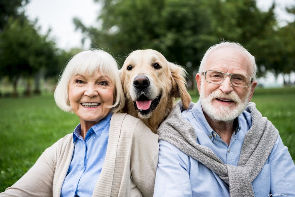 Why Golden Retrievers Are the Nation’s Most Popular Dog Breed