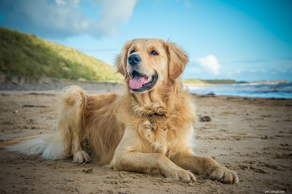 Why Golden Retrievers Are the Nation’s Most Popular Dog Breed