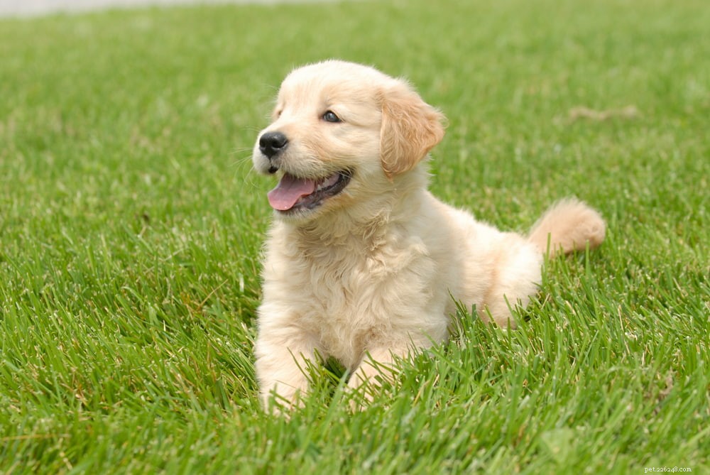 Why Golden Retrievers Are the Nation’s Most Popular Dog Breed