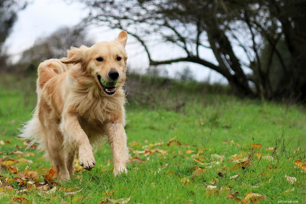 Why Golden Retrievers Are the Nation’s Most Popular Dog Breed