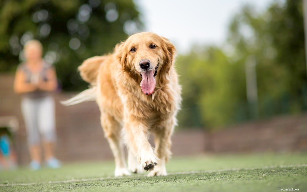 Why Golden Retrievers Are the Nation’s Most Popular Dog Breed