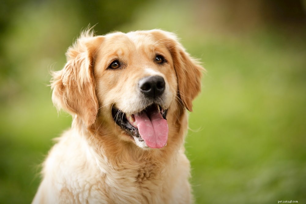 Why Golden Retrievers Are the Nation’s Most Popular Dog Breed