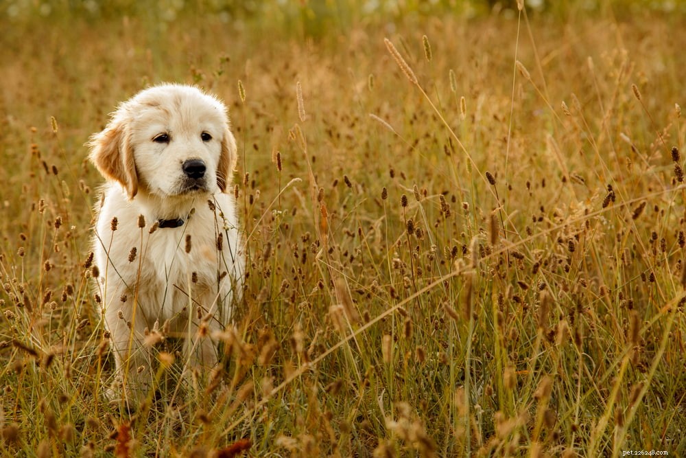 Why Golden Retrievers Are the Nation’s Most Popular Dog Breed