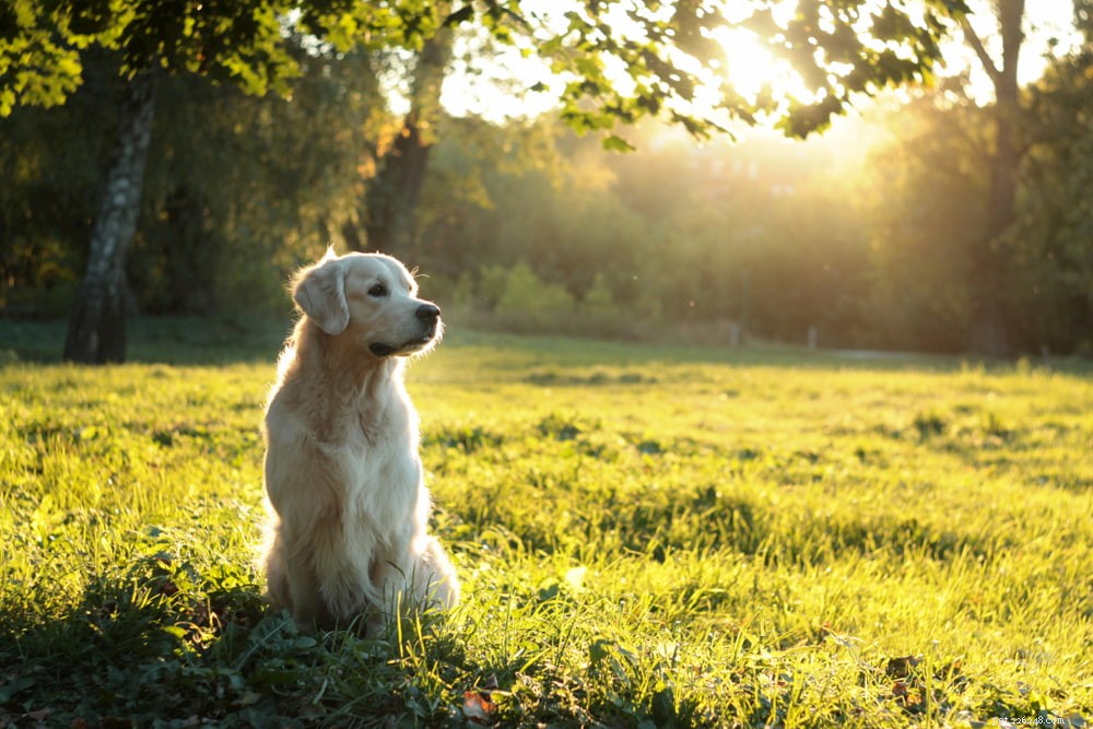 Why Golden Retrievers Are the Nation’s Most Popular Dog Breed