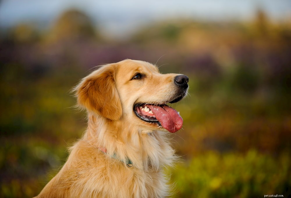 Why Golden Retrievers Are the Nation’s Most Popular Dog Breed