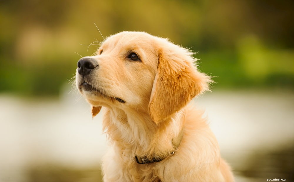 Why Golden Retrievers Are the Nation’s Most Popular Dog Breed