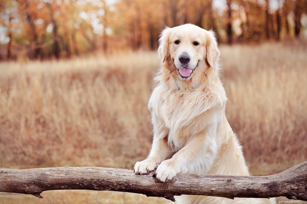 Why Golden Retrievers Are the Nation’s Most Popular Dog Breed