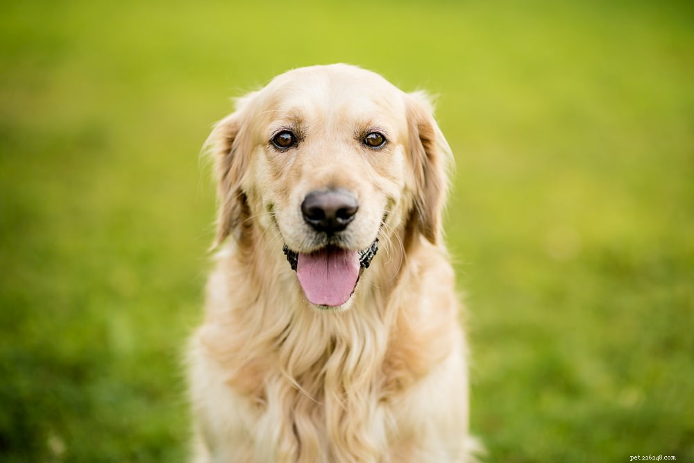 Why Golden Retrievers Are the Nation’s Most Popular Dog Breed