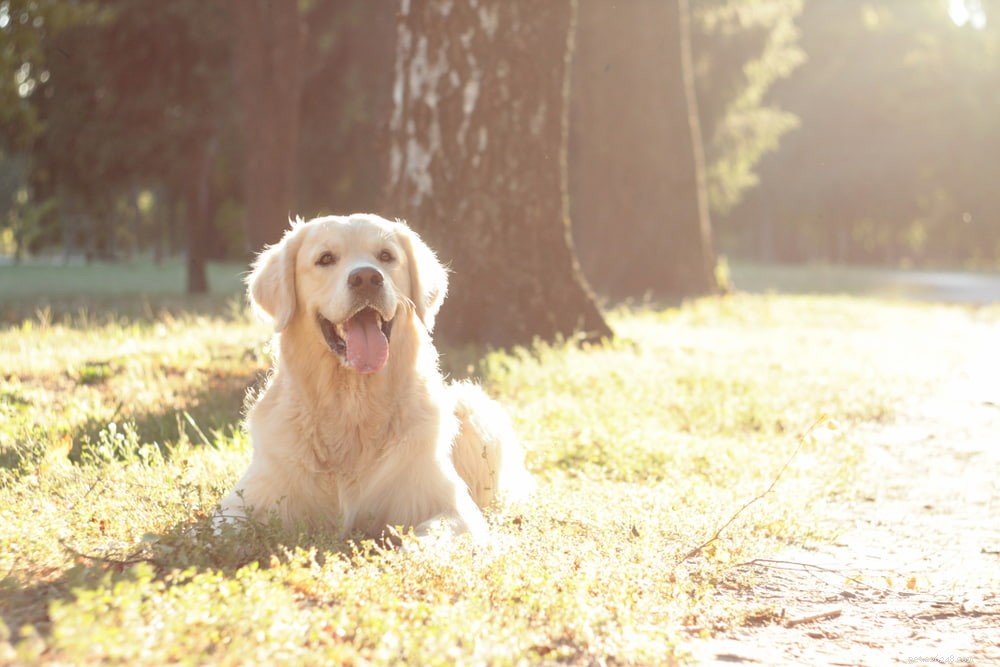 Why Golden Retrievers Are the Nation’s Most Popular Dog Breed