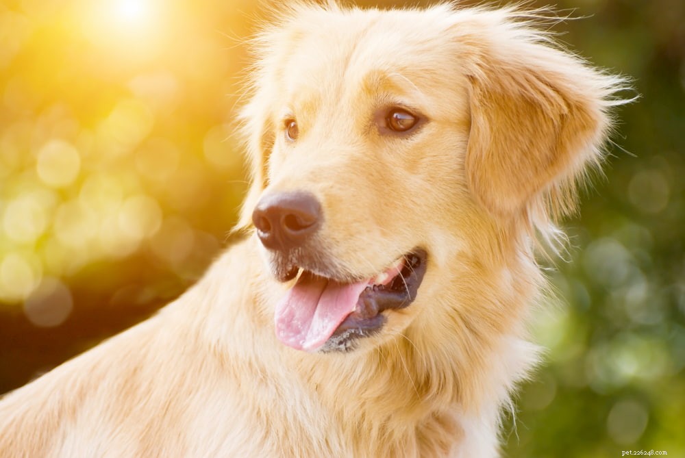 Why Golden Retrievers Are the Nation’s Most Popular Dog Breed