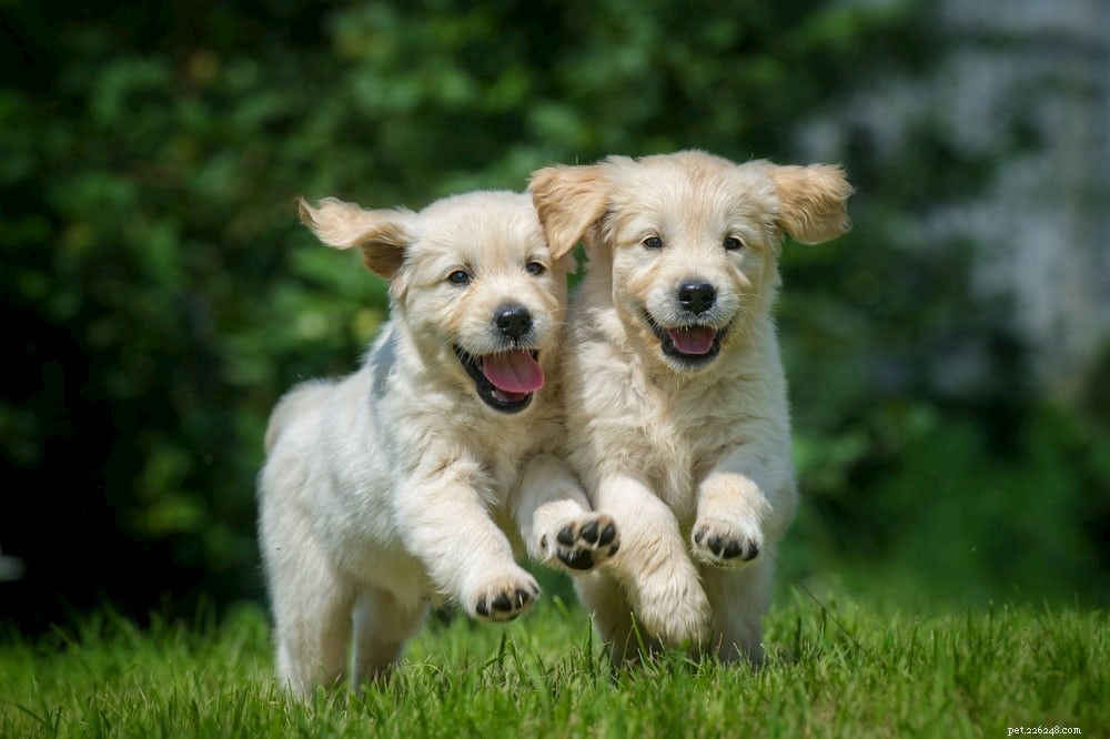 Why Golden Retrievers Are the Nation’s Most Popular Dog Breed