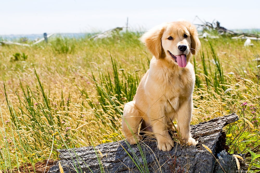 Why Golden Retrievers Are the Nation’s Most Popular Dog Breed