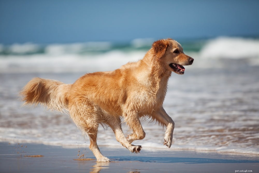 Why Golden Retrievers Are the Nation’s Most Popular Dog Breed