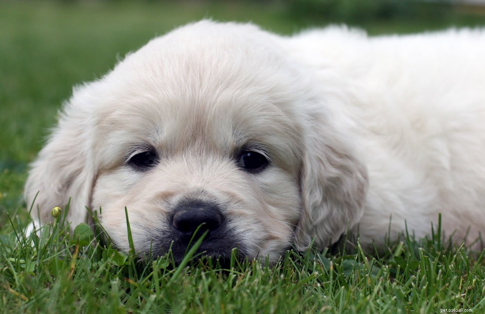 Why Golden Retrievers Are the Nation’s Most Popular Dog Breed