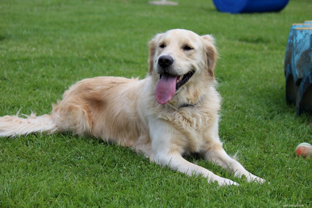 Why Golden Retrievers Are the Nation’s Most Popular Dog Breed