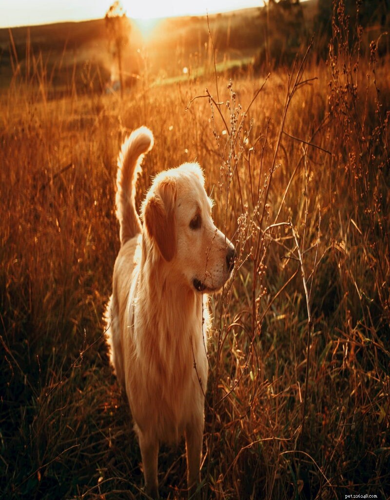 Why Golden Retrievers Are the Nation’s Most Popular Dog Breed