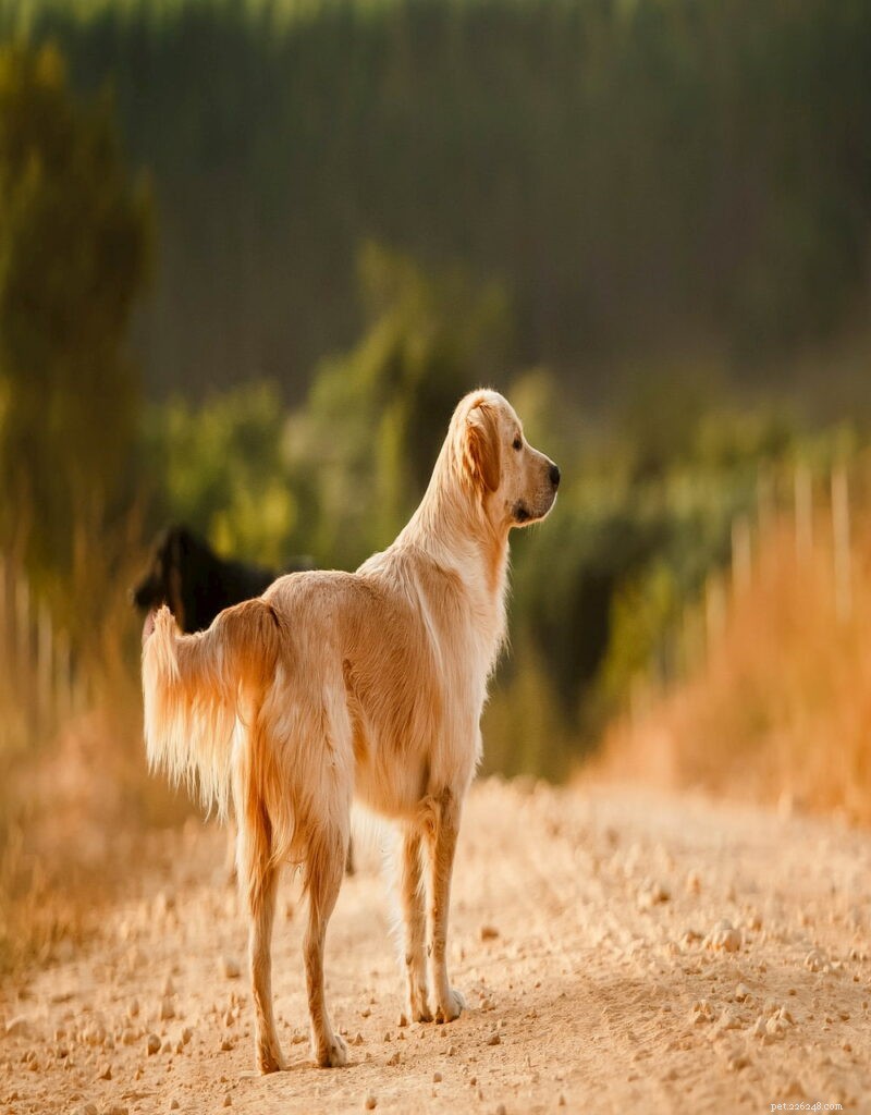 Why Golden Retrievers Are the Nation’s Most Popular Dog Breed