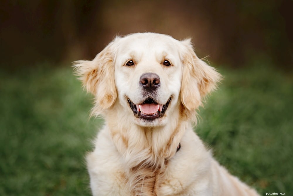 Why Golden Retrievers Are the Nation’s Most Popular Dog Breed