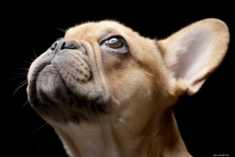 French Bulldog: A Loyal, Playful Companion for Families and Singles