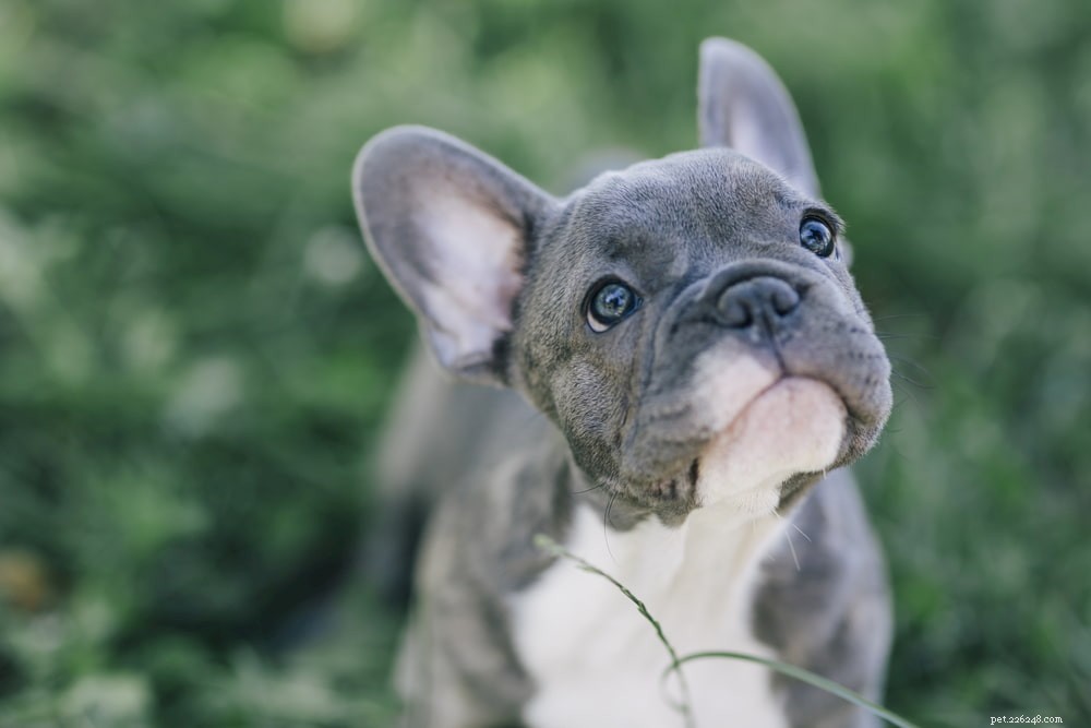 French Bulldog: A Loyal, Playful Companion for Families and Singles