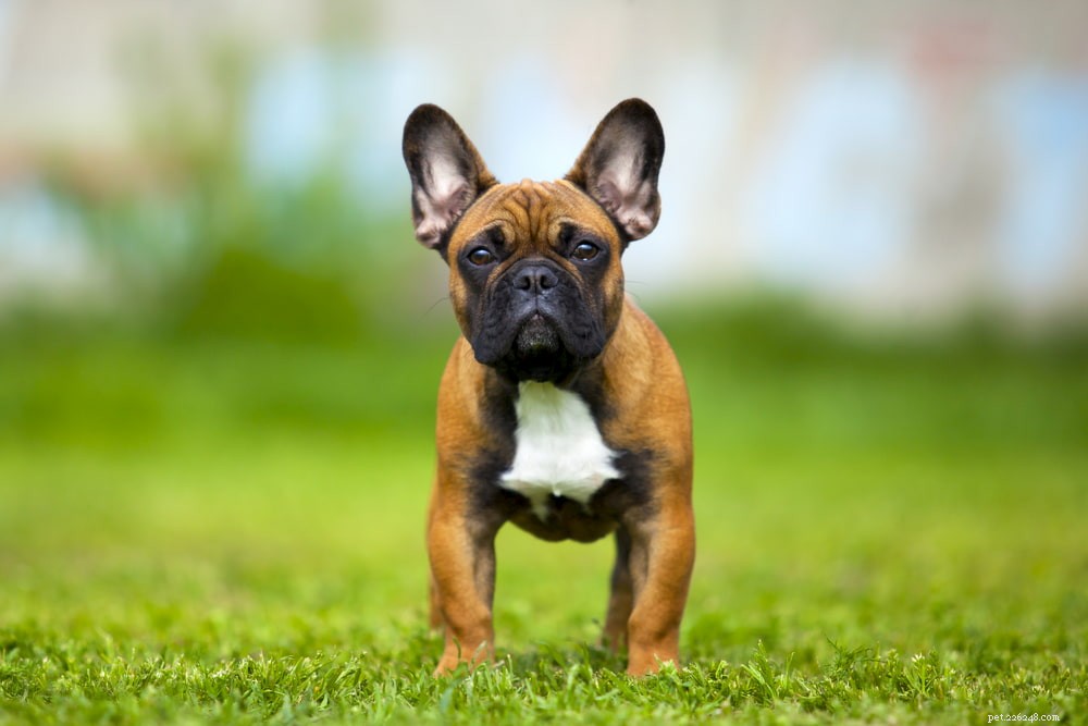 French Bulldog: A Loyal, Playful Companion for Families and Singles