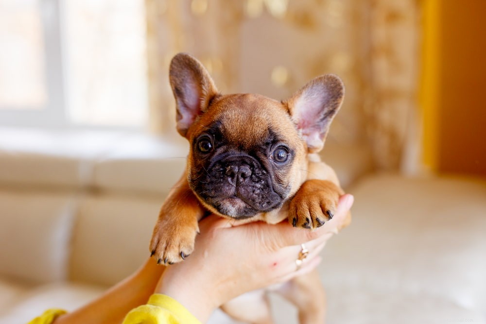 French Bulldog: A Loyal, Playful Companion for Families and Singles