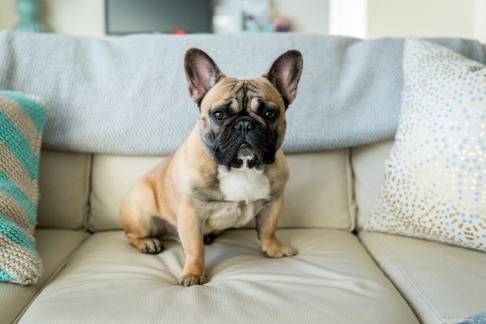 French Bulldog: A Loyal, Playful Companion for Families and Singles