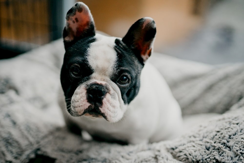 French Bulldog: A Loyal, Playful Companion for Families and Singles