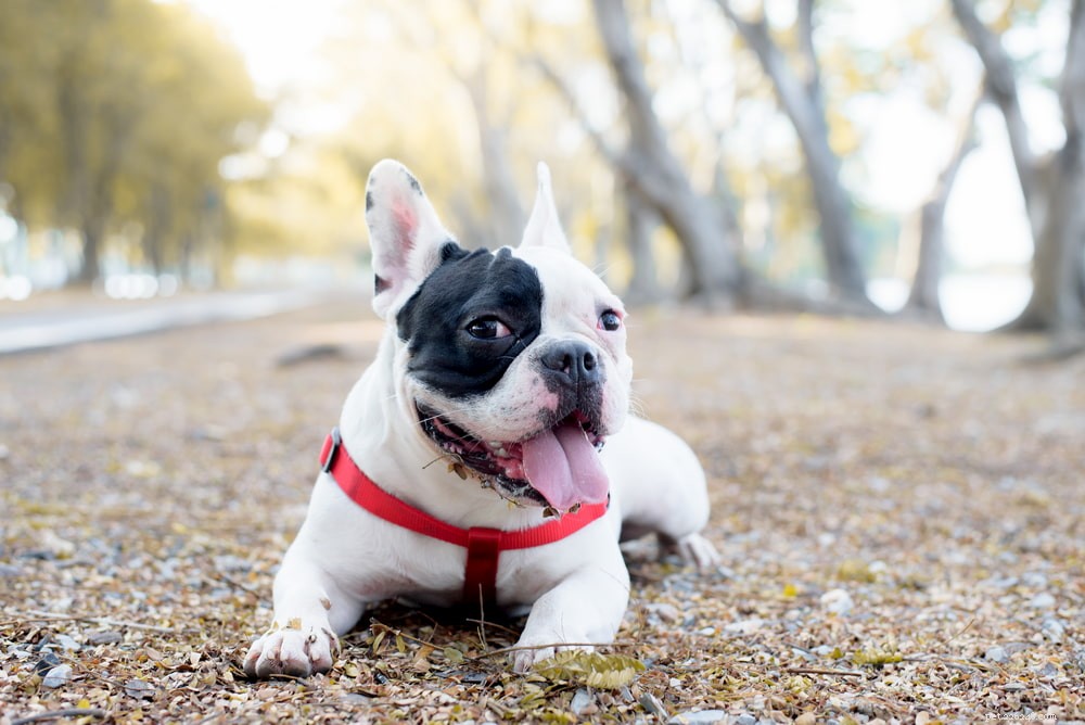French Bulldog: A Loyal, Playful Companion for Families and Singles