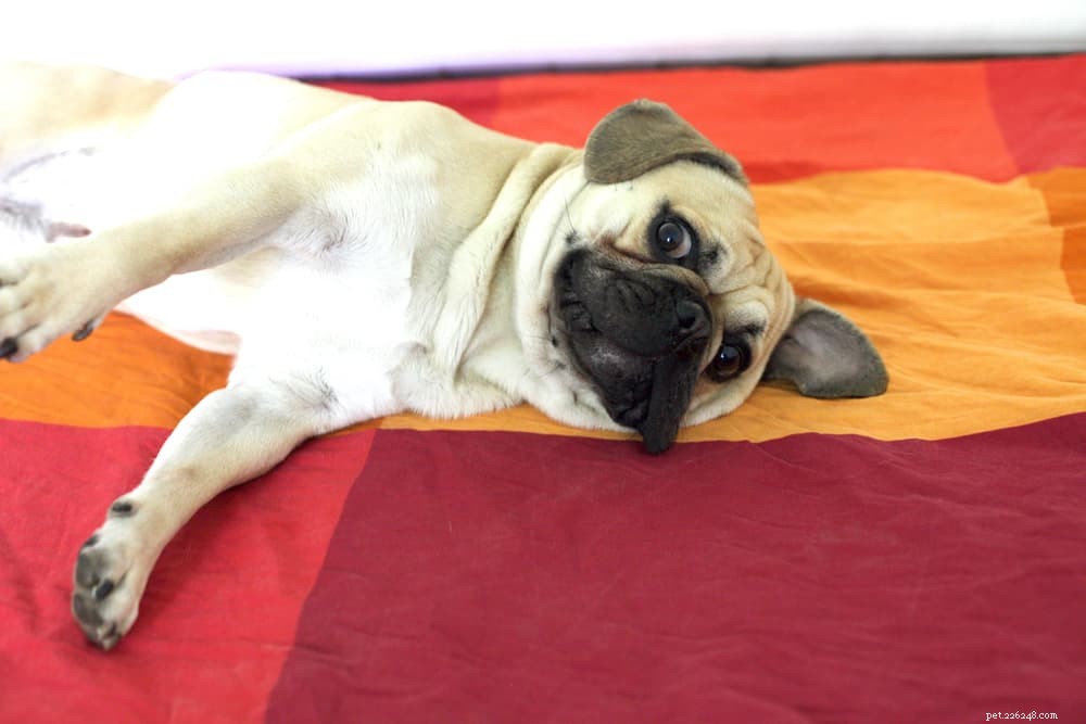 French Bulldog: A Loyal, Playful Companion for Families and Singles