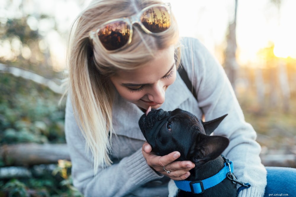 French Bulldog: A Loyal, Playful Companion for Families and Singles