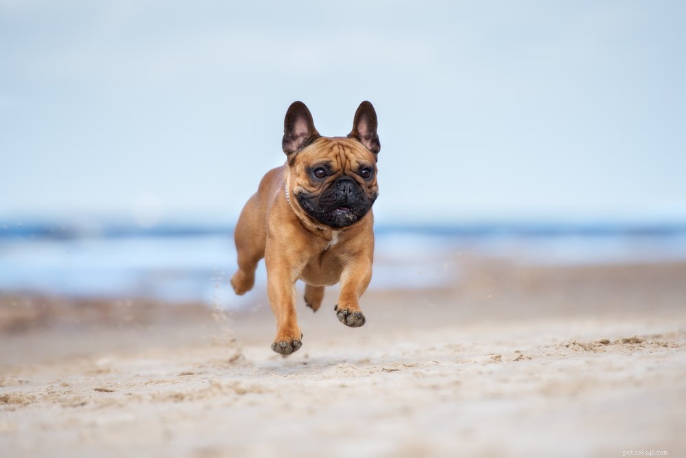 French Bulldog: A Loyal, Playful Companion for Families and Singles