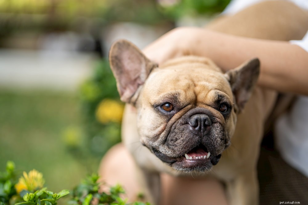 French Bulldog: A Loyal, Playful Companion for Families and Singles