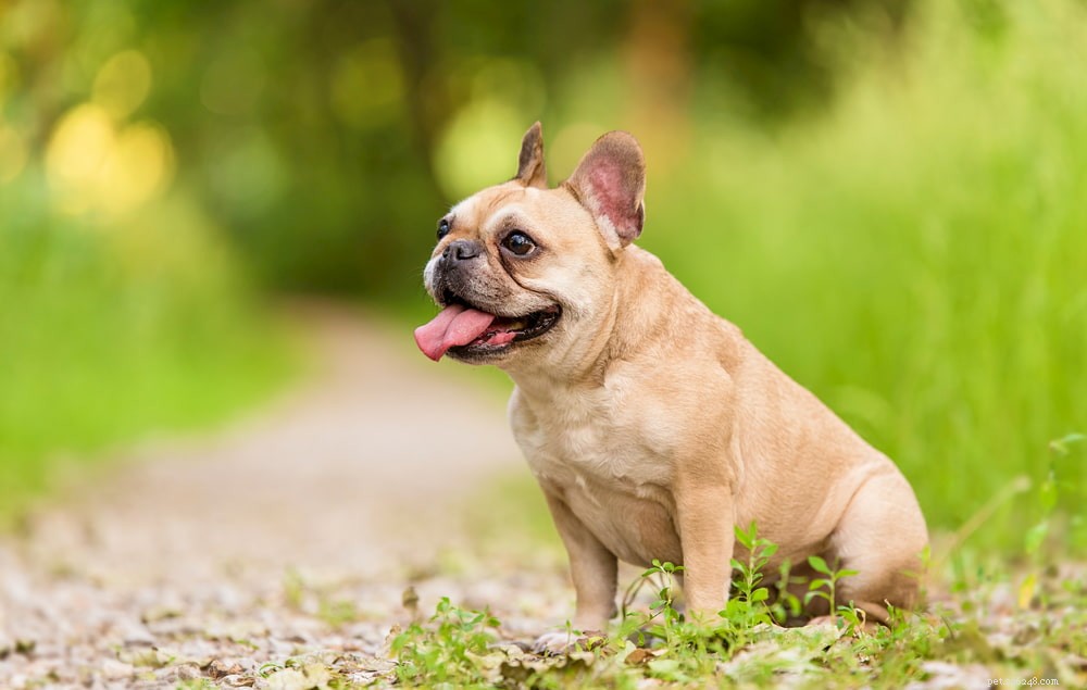 French Bulldog: A Loyal, Playful Companion for Families and Singles