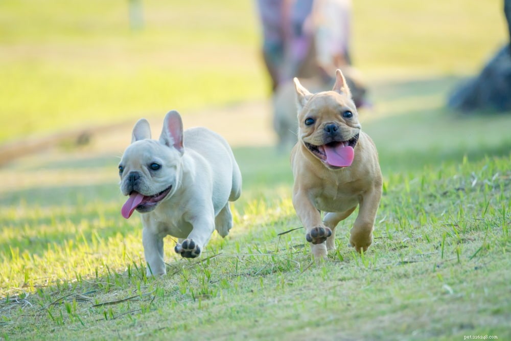 French Bulldog: A Loyal, Playful Companion for Families and Singles