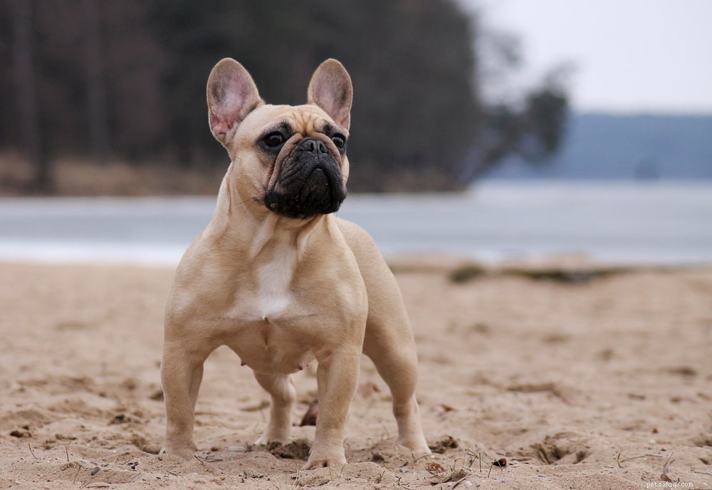 French Bulldog: A Loyal, Playful Companion for Families and Singles